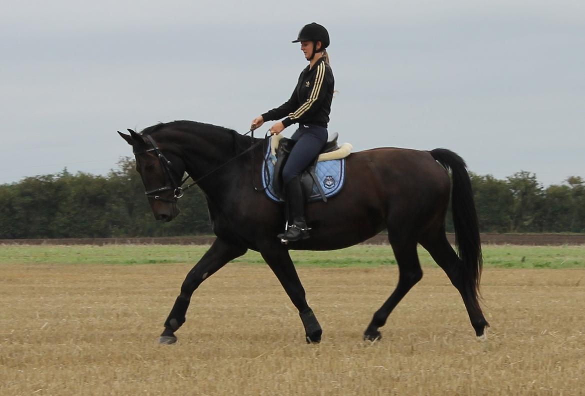 Anden særlig race Krogagers Unnie billede 2
