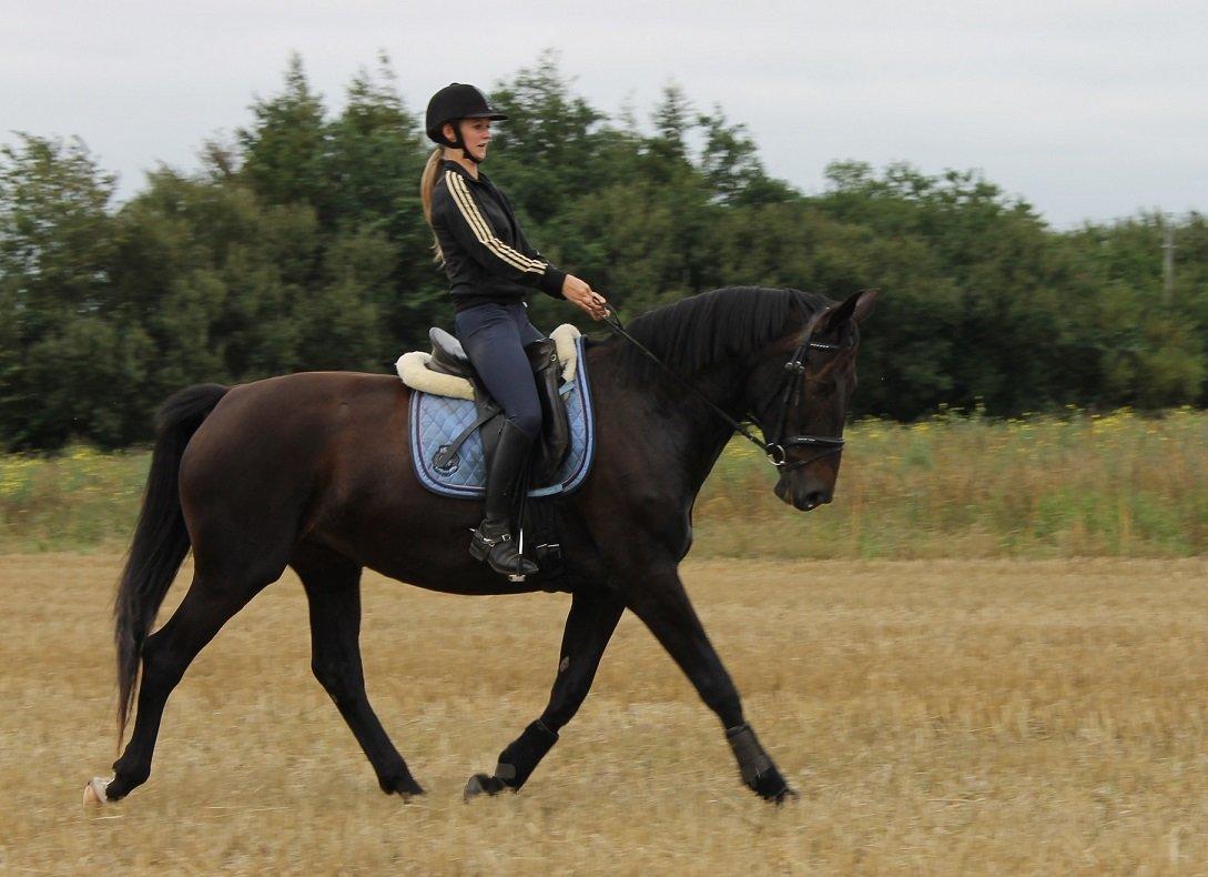 Anden særlig race Krogagers Unnie billede 12