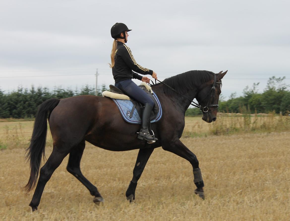 Anden særlig race Krogagers Unnie billede 15
