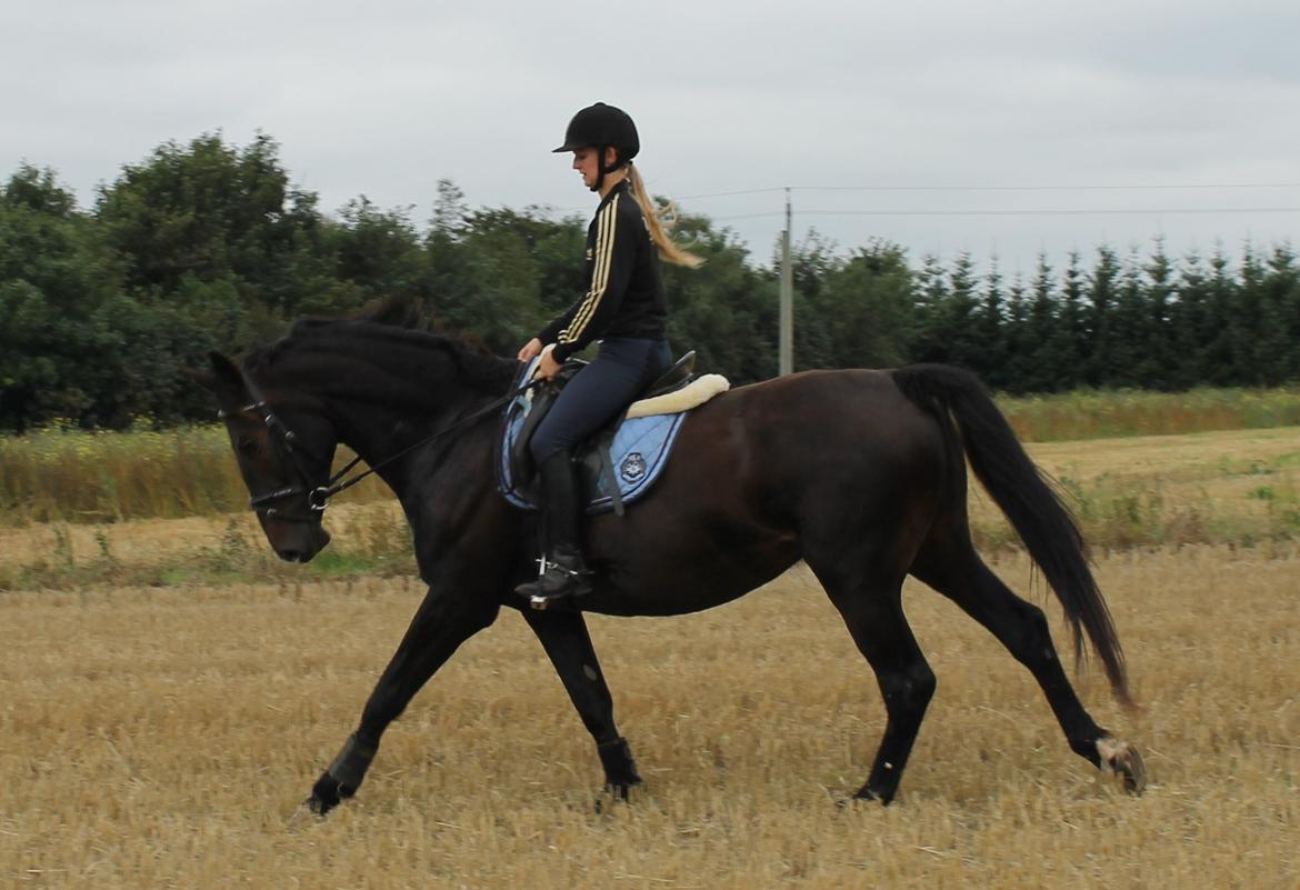 Anden særlig race Krogagers Unnie billede 4