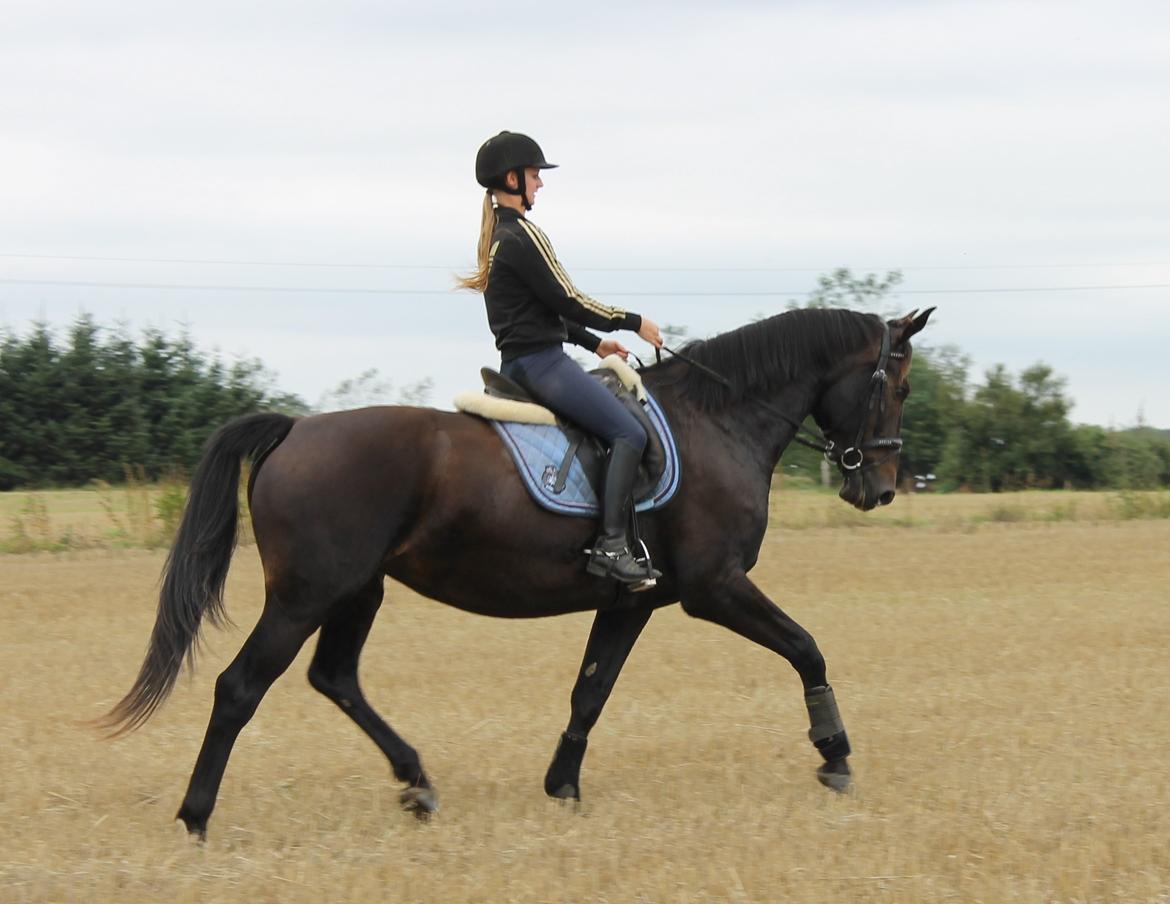 Anden særlig race Krogagers Unnie billede 6