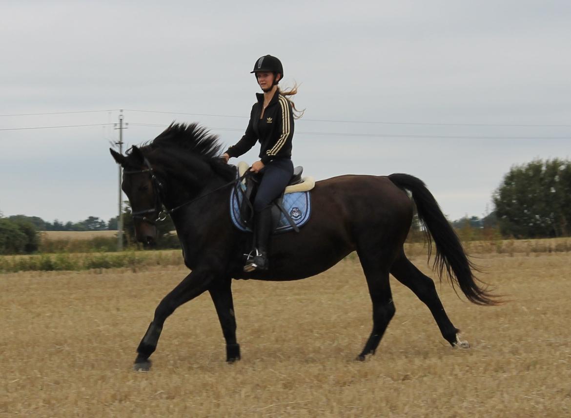 Anden særlig race Krogagers Unnie billede 10