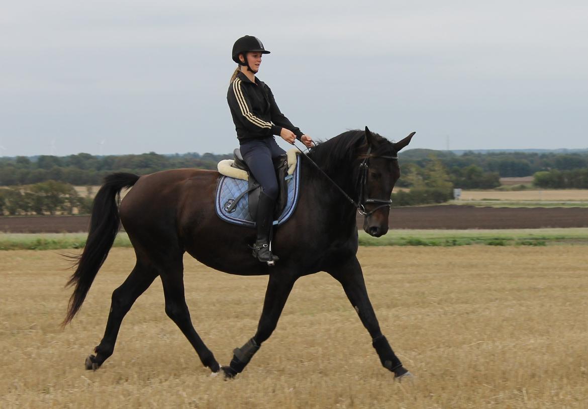 Anden særlig race Krogagers Unnie billede 8