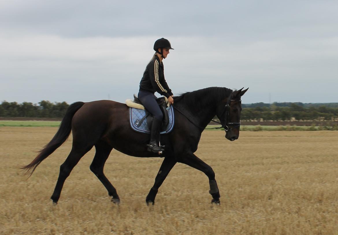 Anden særlig race Krogagers Unnie billede 16