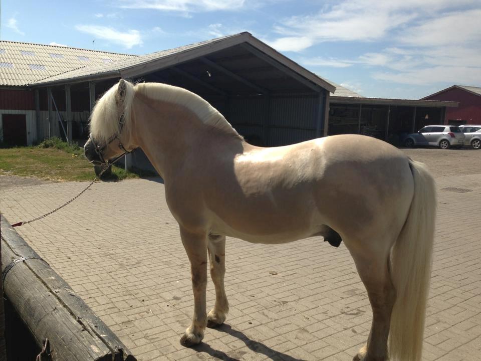 Fjordhest Højgaards Bacardi *RIP* - Dejlig nyvasket billede 15
