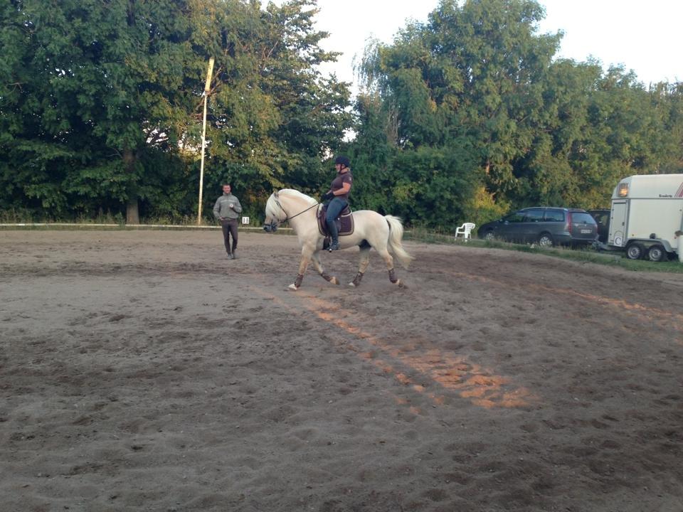 Fjordhest Højgaards Bacardi *RIP* - Til undervisning billede 17