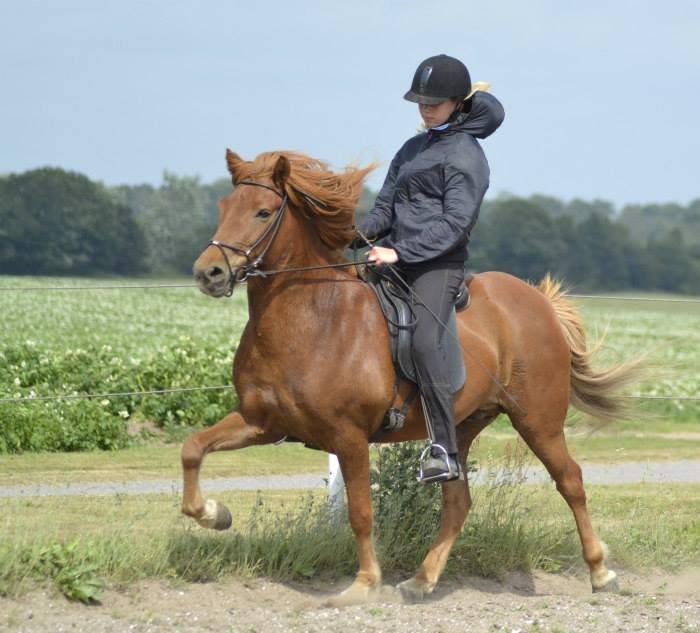 Islænder Fafnir fra Højbo - Sommer 2013 <3 billede 7