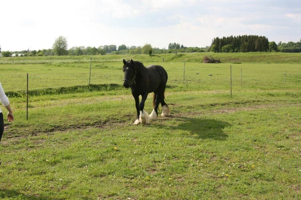 Irish Cob Eight Mile billede 2