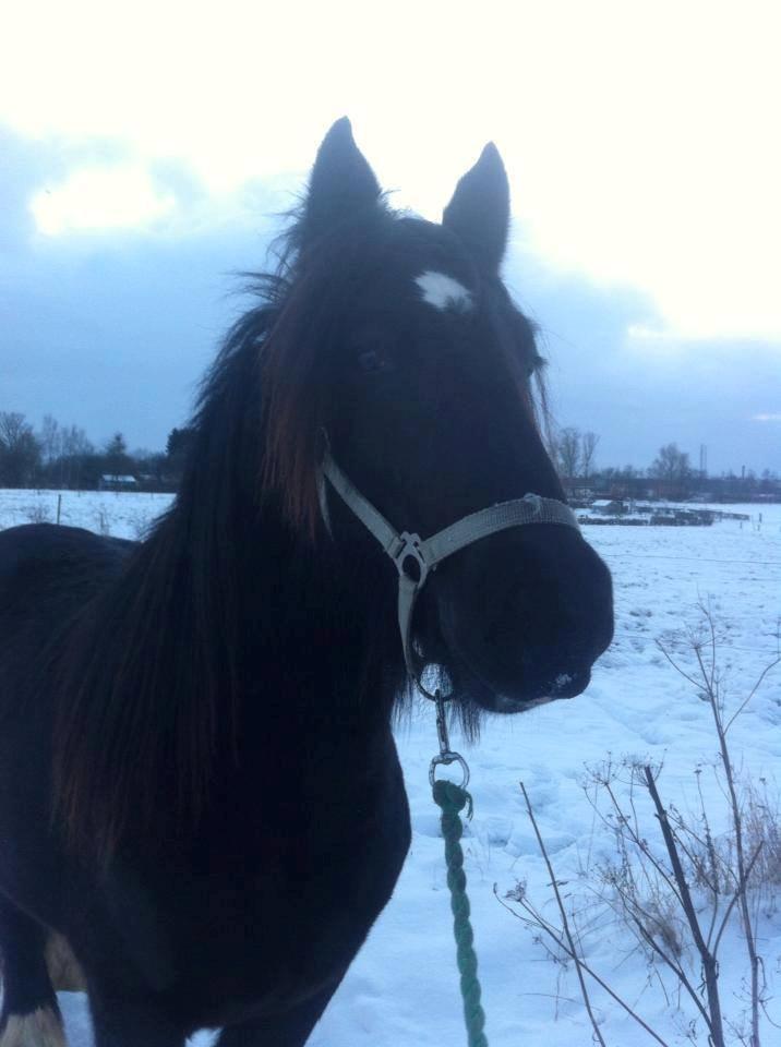 Irish Cob Eight Mile billede 3