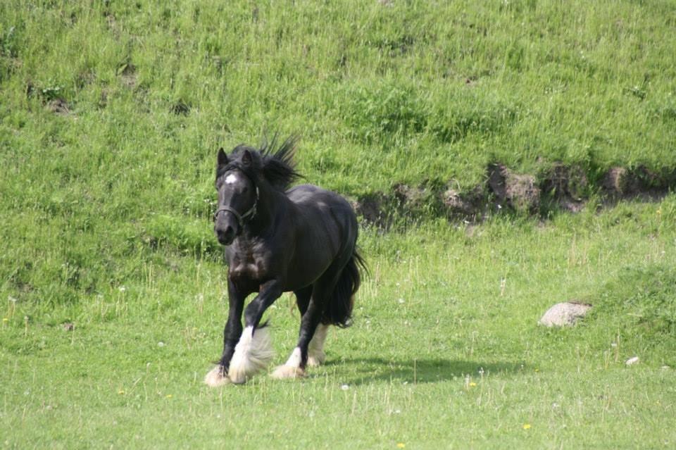 Irish Cob Eight Mile billede 4