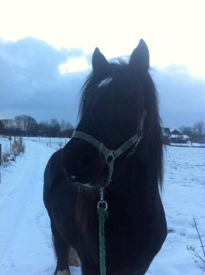 Irish Cob Eight Mile billede 8