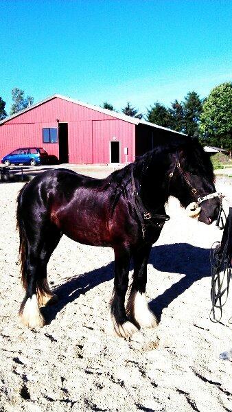 Irish Cob Eight Mile billede 5