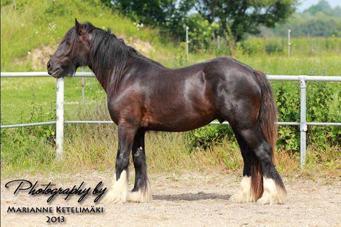 Irish Cob Eight Mile billede 9