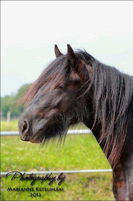 Irish Cob Eight Mile billede 1