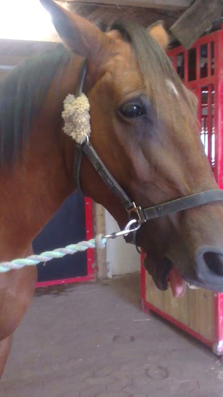 Anden særlig race tasja. billede 12