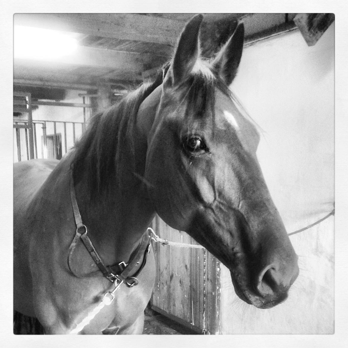 Anden særlig race tasja. billede 13