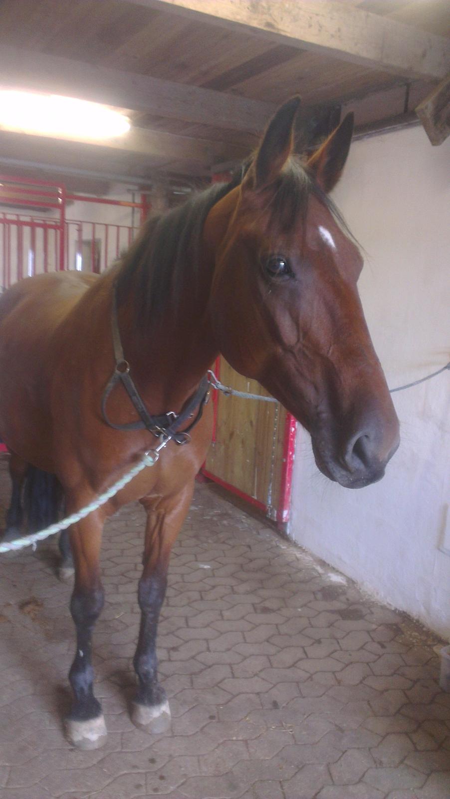 Anden særlig race tasja. billede 14