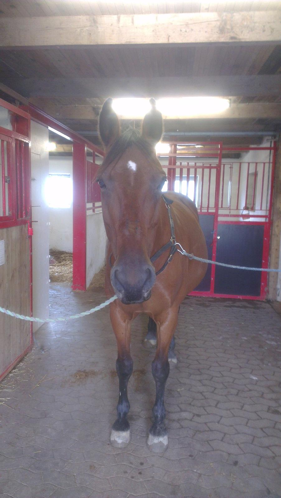 Anden særlig race tasja. billede 15