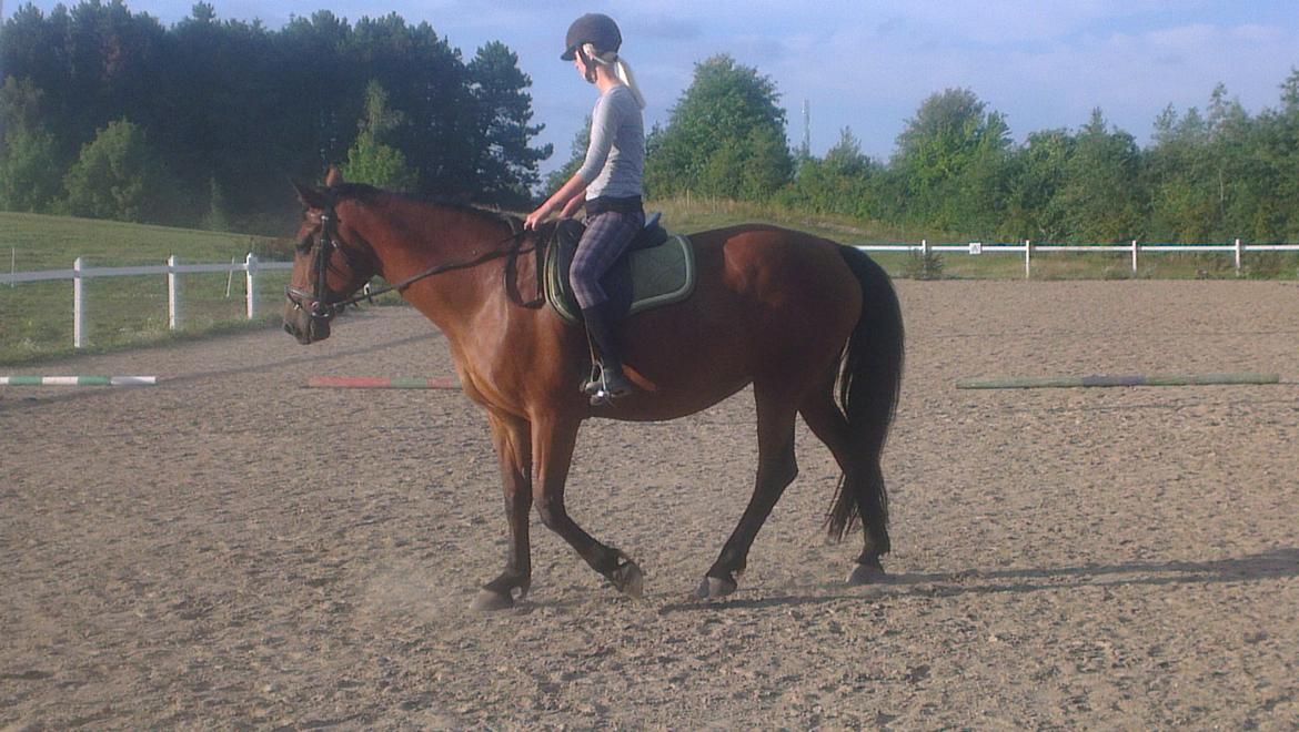 Anden særlig race tasja. billede 16