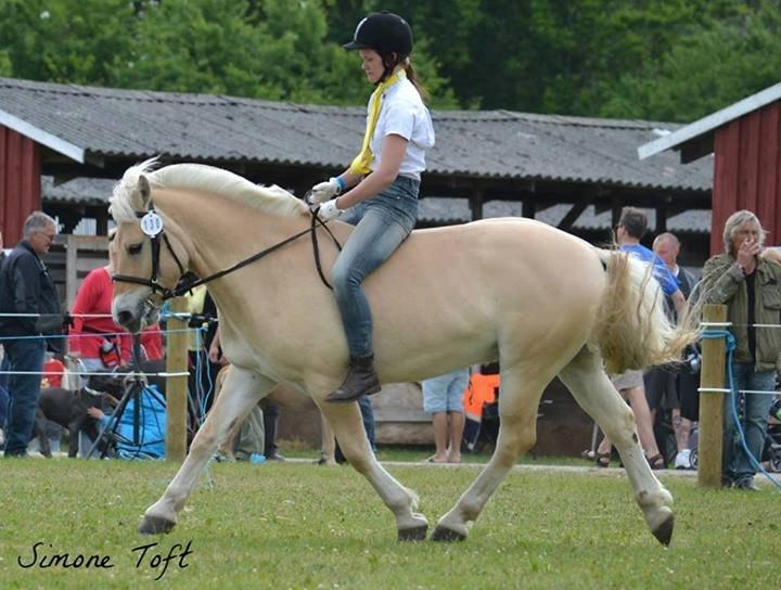 Fjordhest Vængets Fjalar #Klubmester 2013# billede 16