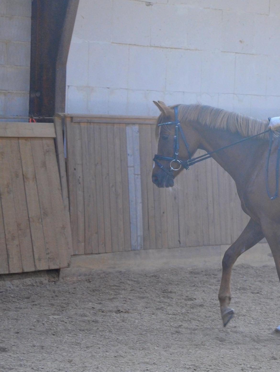 DSP Toftlund's Prinsesse-Chi billede 13