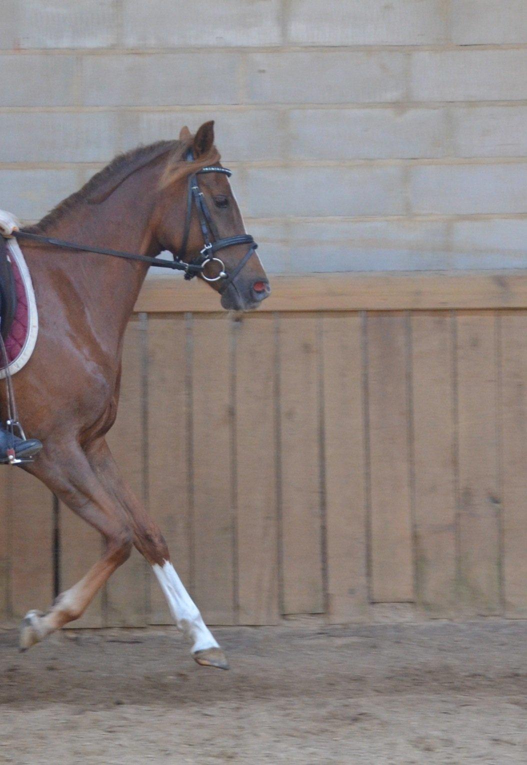 DSP Toftlund's Prinsesse-Chi billede 14