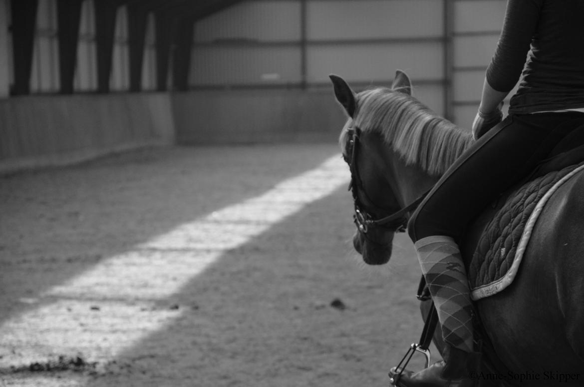 DSP Toftlund's Prinsesse-Chi billede 15