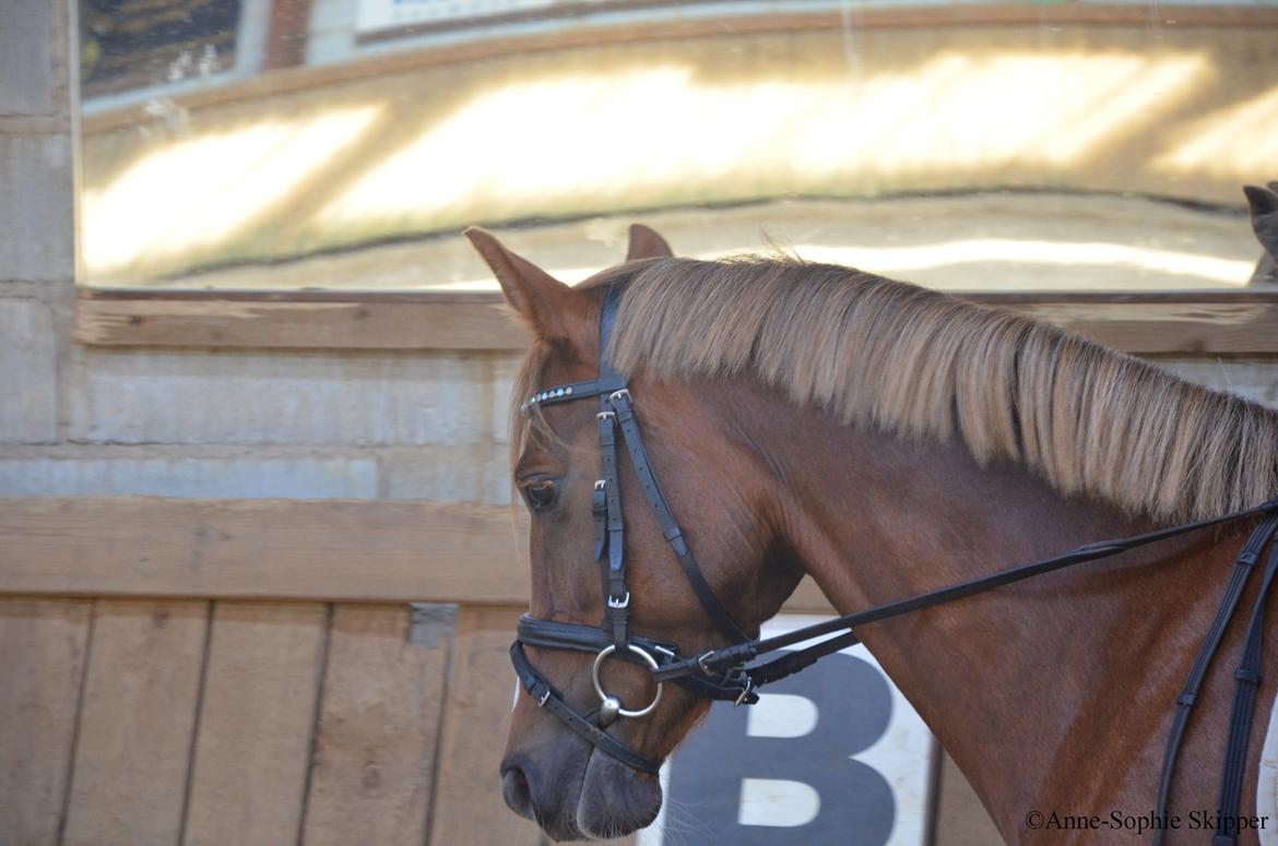 DSP Toftlund's Prinsesse-Chi billede 16