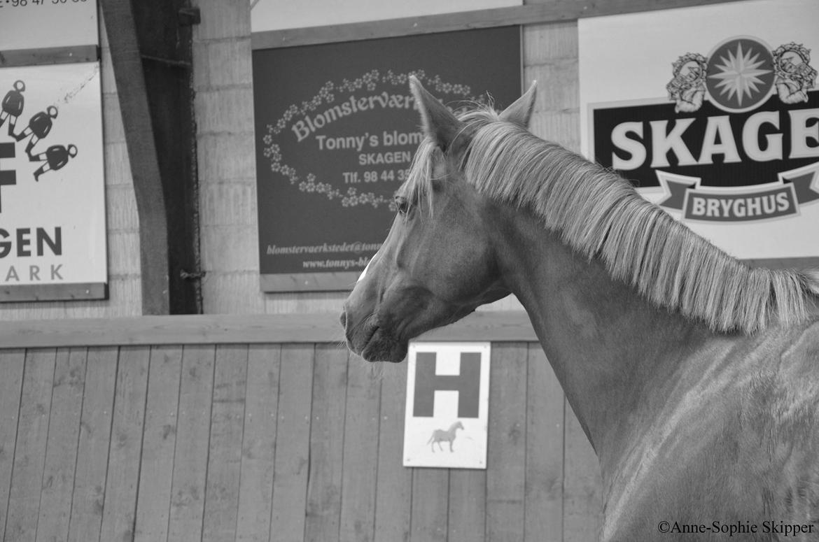 DSP Toftlund's Prinsesse-Chi billede 17