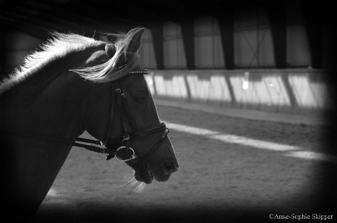 DSP Toftlund's Prinsesse-Chi billede 18