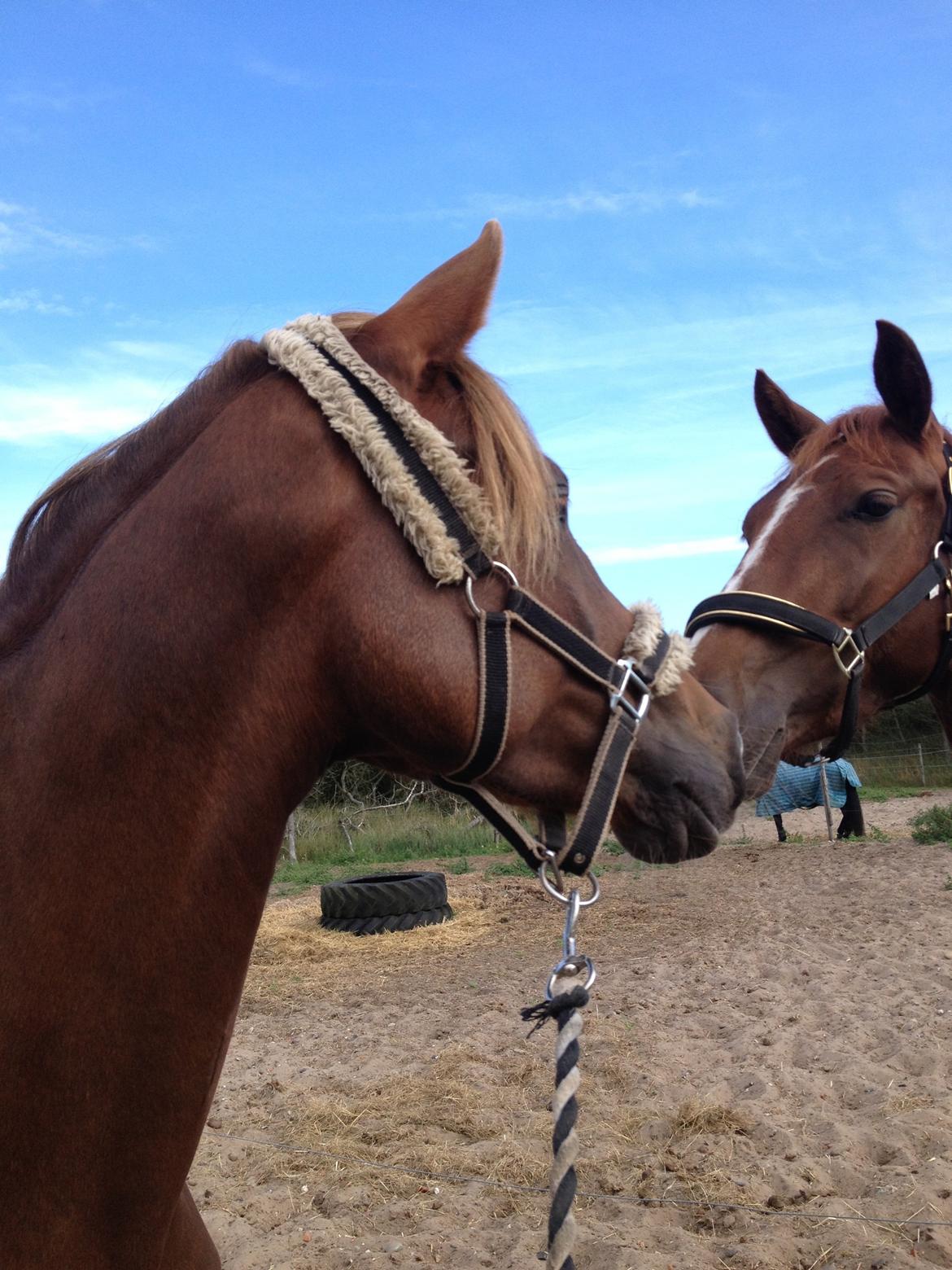 DSP Toftlund's Prinsesse-Chi billede 19