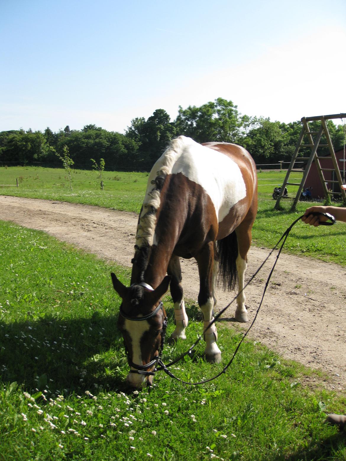 Anden særlig race What a dream - ponyyy billede 19