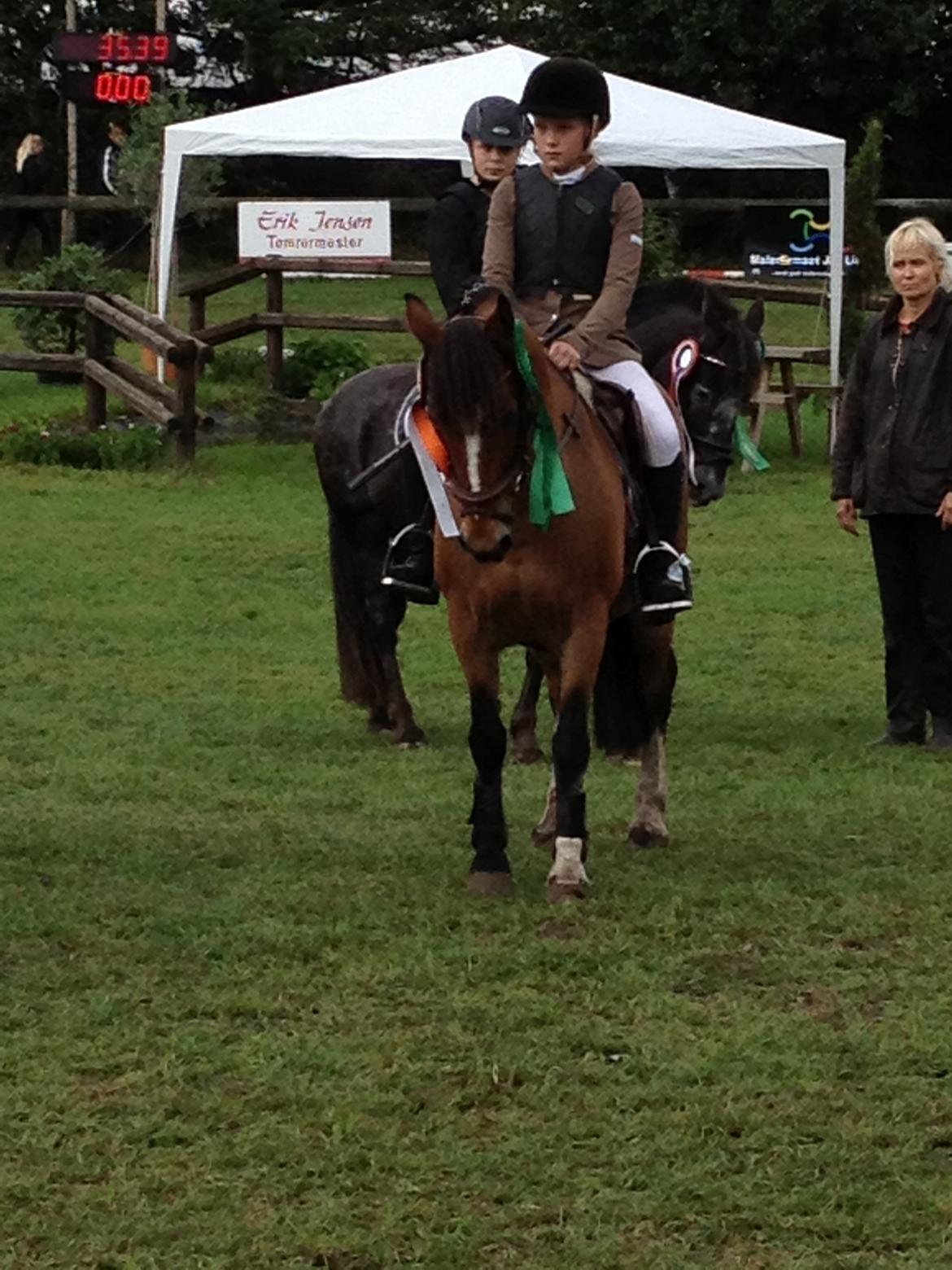 Irsk Sportspony Woodfield princess  billede 3