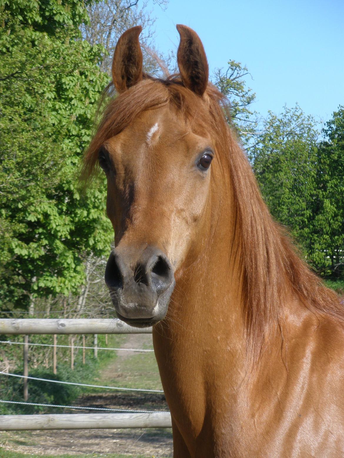 Arabisk fuldblod (OX) Felima billede 22