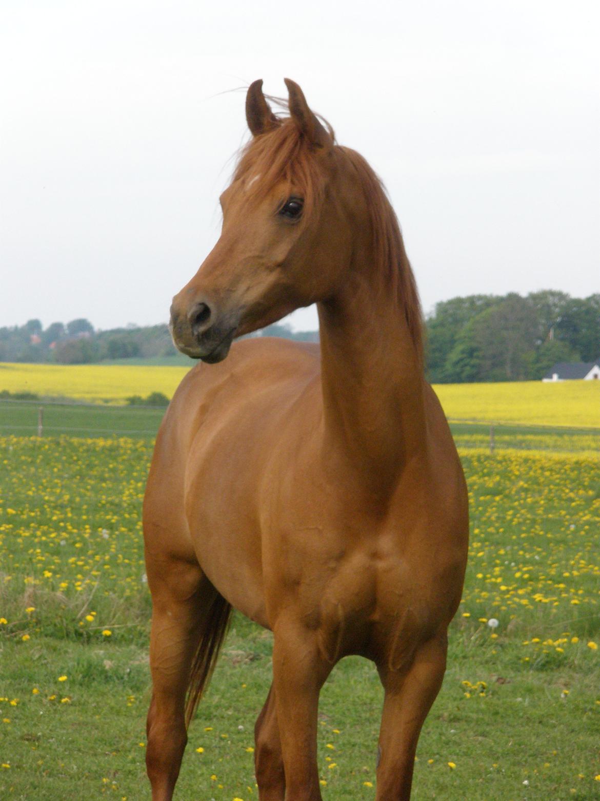 Arabisk fuldblod (OX) Felima billede 25