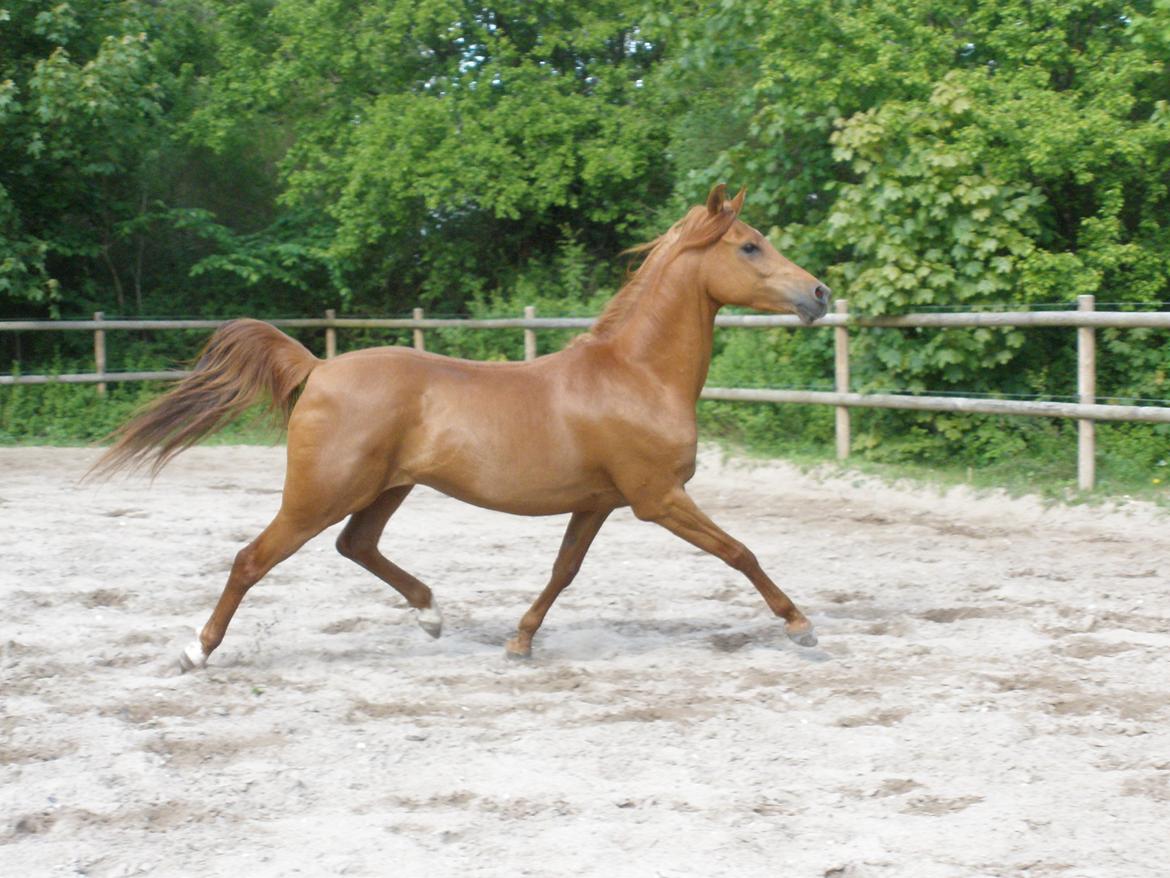 Arabisk fuldblod (OX) Felima billede 26