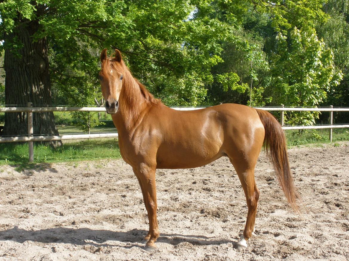 Arabisk fuldblod (OX) Felima billede 27