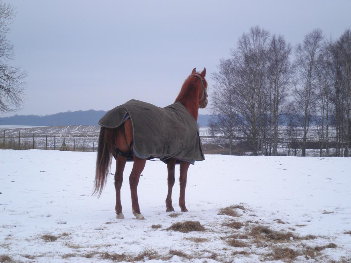 Arabisk fuldblod (OX) Felima billede 29