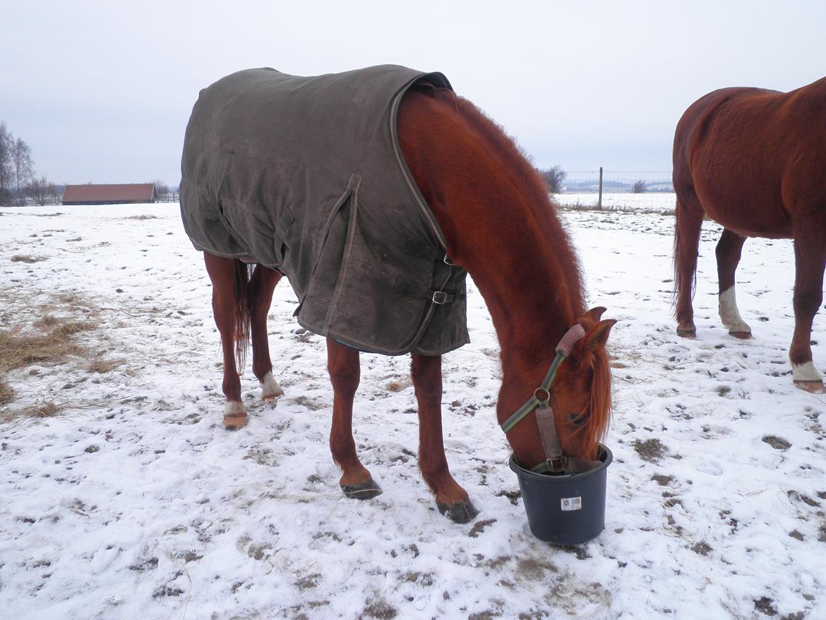 Arabisk fuldblod (OX) Felima billede 30