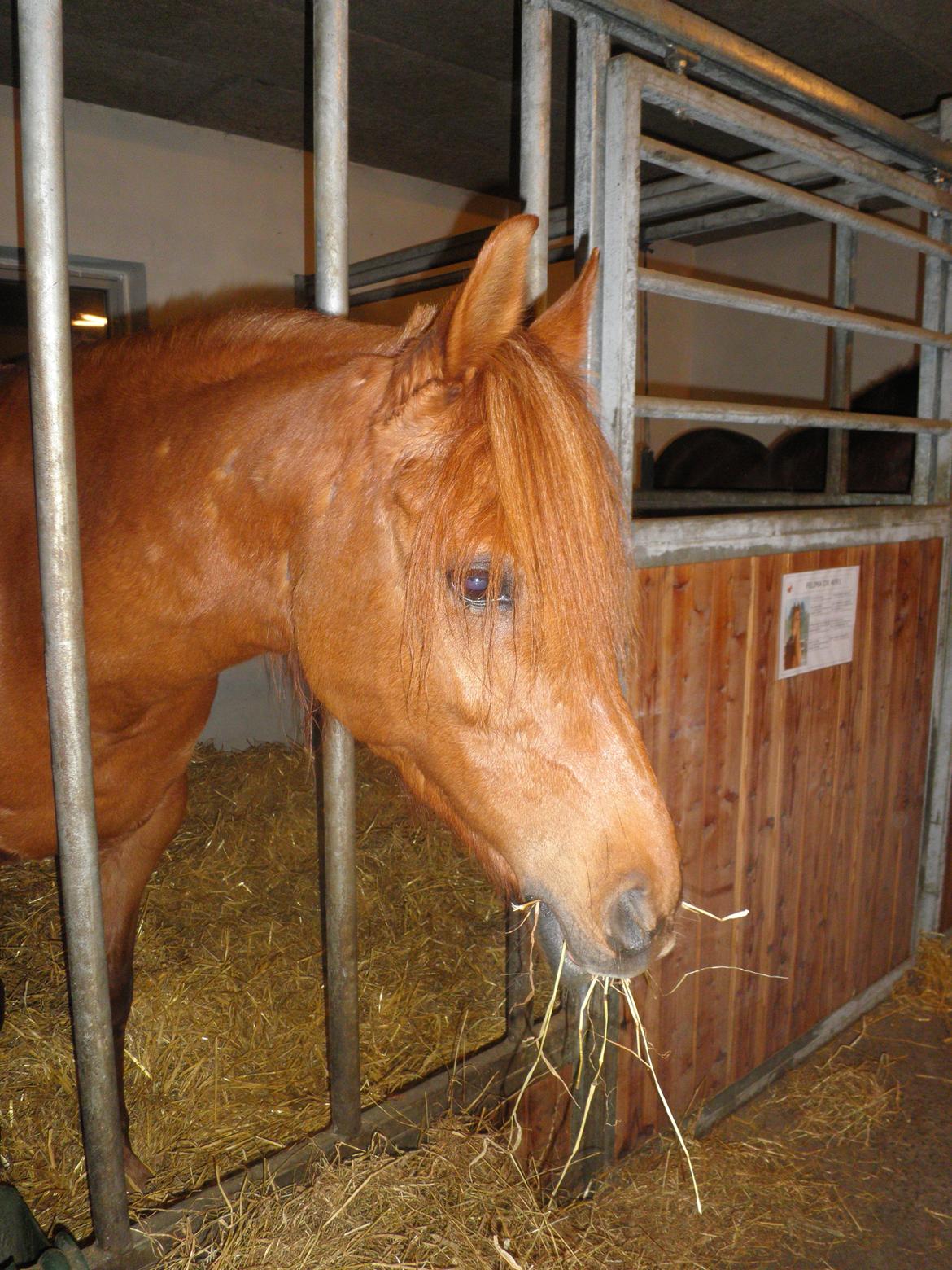 Arabisk fuldblod (OX) Felima billede 34