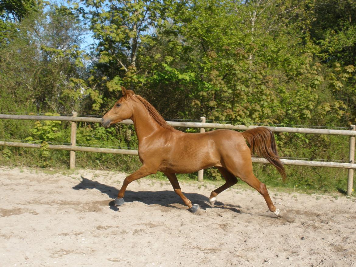 Arabisk fuldblod (OX) Felima billede 36