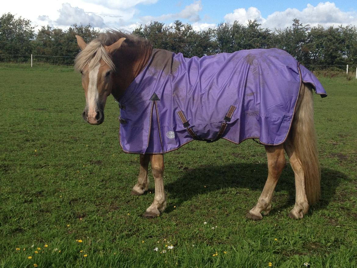 Haflinger Edda-Fiamona - Edda har fået fint nyt regndækken :) billede 18