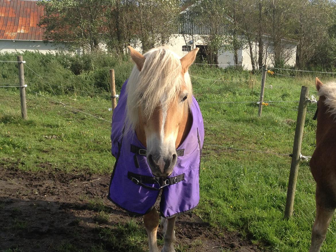 Tyroler Haflinger Valua <3 - Valua med sit regndækken billede 22