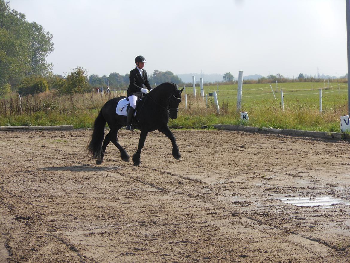 Frieser Meine vb Ster - Debut i LA1 endte med en 1. plads ;-) 14/9-13 billede 2