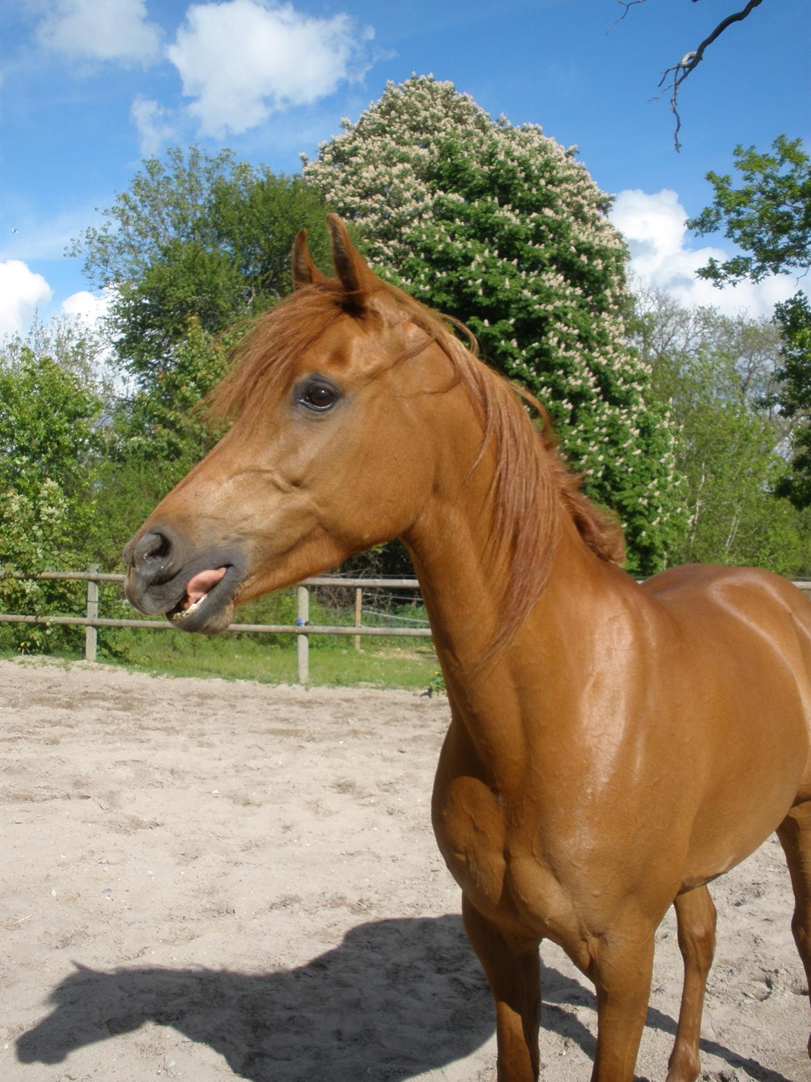 Arabisk fuldblod (OX) Felima billede 39