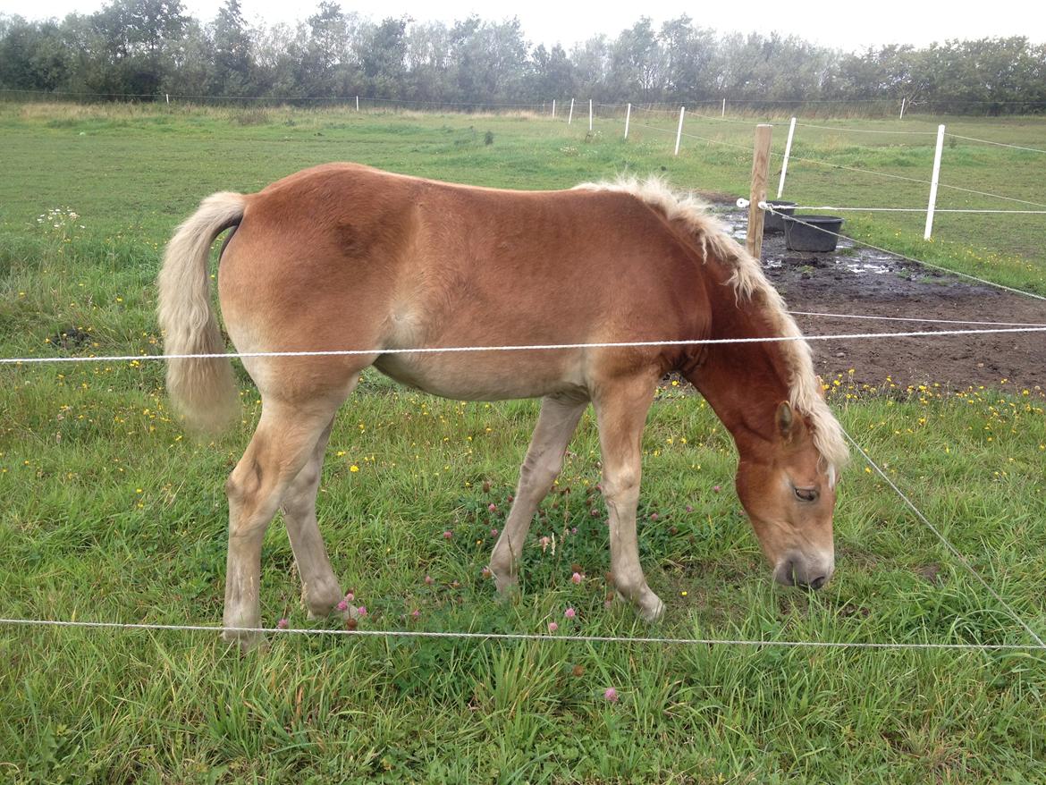 Haflinger Valencia Mosbøl billede 17