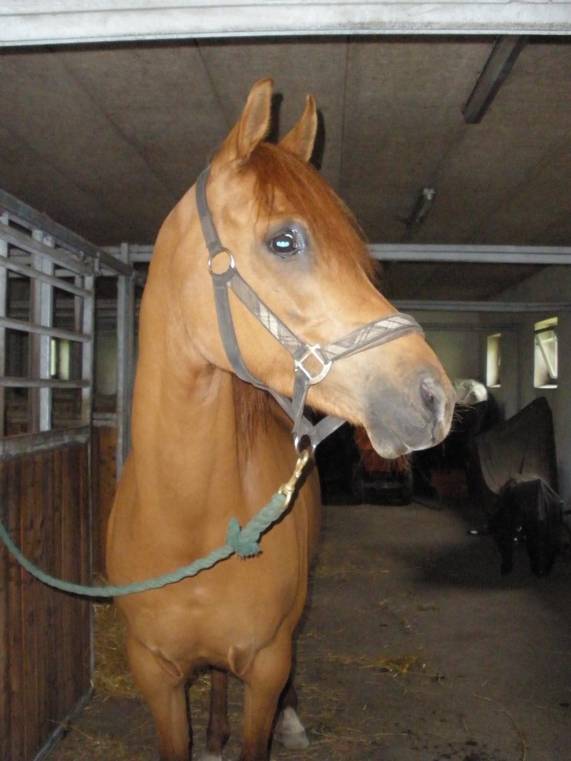 Arabisk fuldblod (OX) Felima billede 41