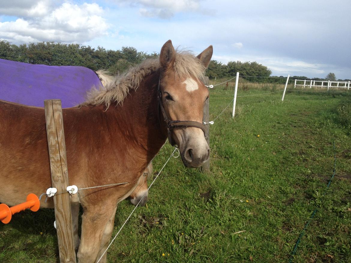 Haflinger Valencia Mosbøl billede 2