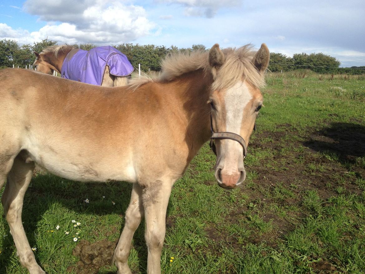 Haflinger Bugatti af Åtte Bjerge billede 2