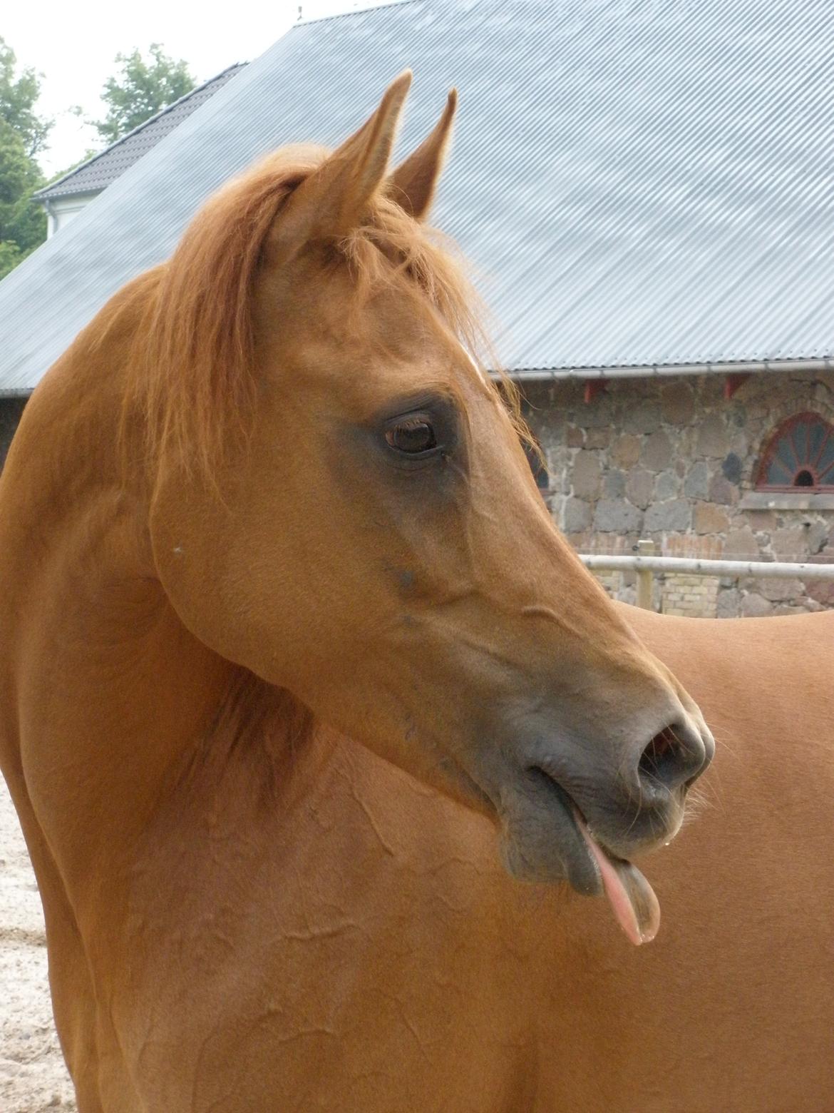 Arabisk fuldblod (OX) Felima billede 44